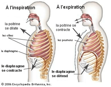 éliminez la constipation grâce à l'ostéopathie Julien Moreno Ostéopathe D.O. Montpellier centre